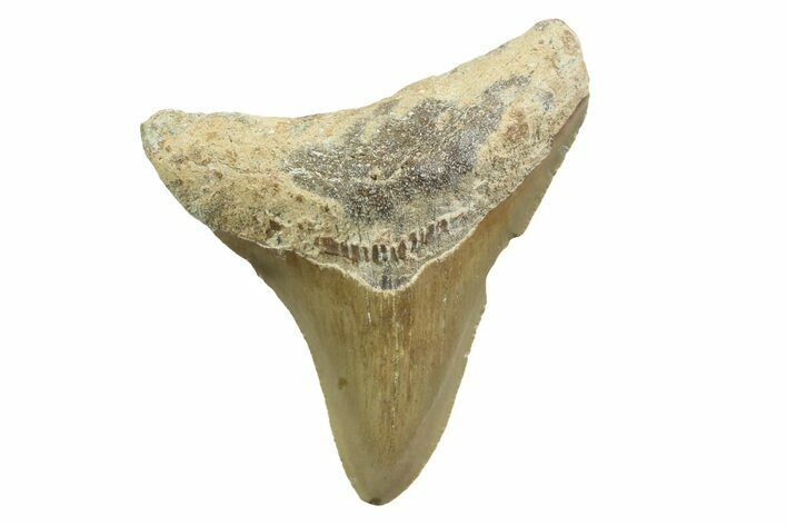 Juvenile Megalodon Tooth - North Carolina #354532